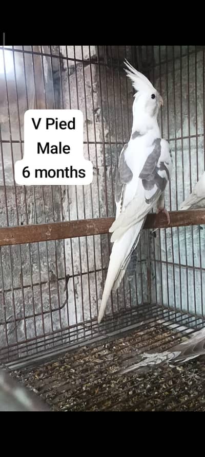 v pied, ino, common white, gray cocktail and lovebirds
