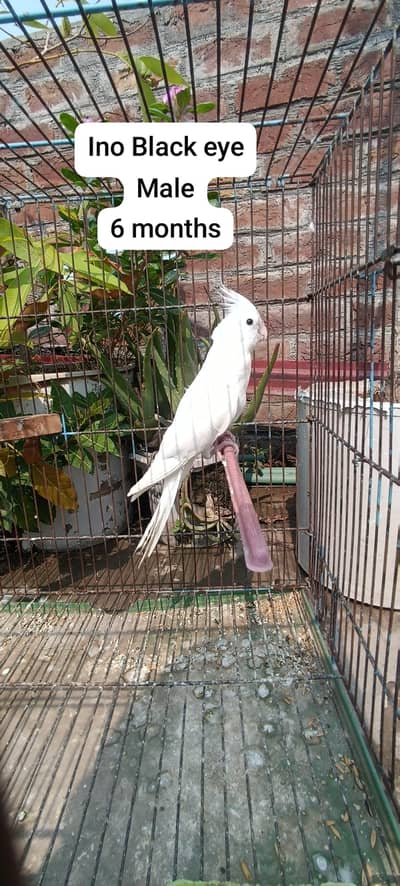 ino, v pied, common white, gray cocktail and lovebirds