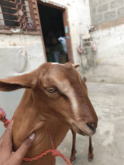 barbari bakri dodh wali tedi hiran