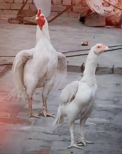 High Quality Paper white heera blood line female available