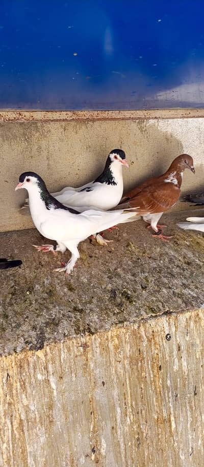 papaye pigeon bedding pair