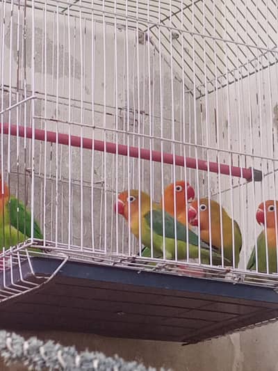 love birds
