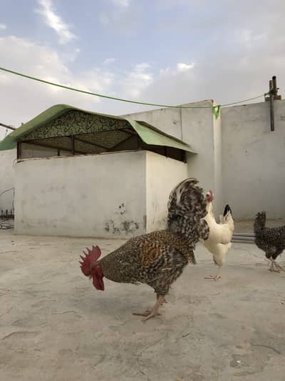 Hen chicks