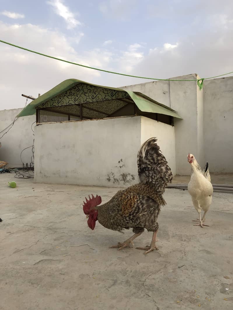 Hen chicks 1