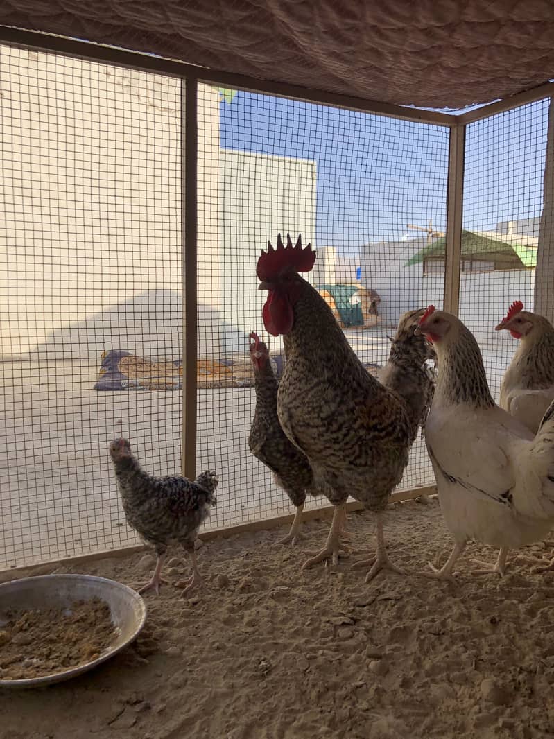 Hen chicks 2