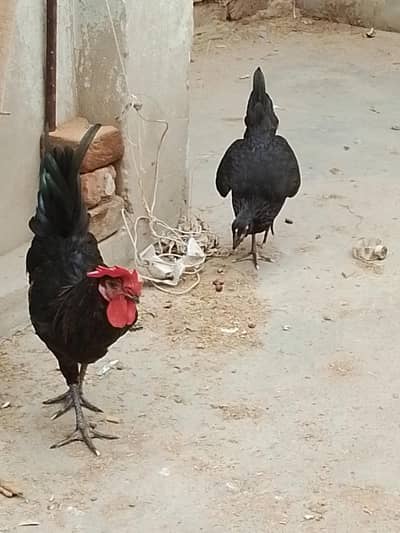 black pathi patha 4 sady 4 mAh age he