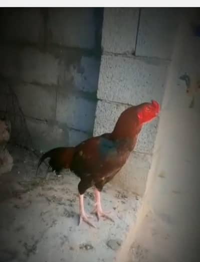 Home breed hight quality aseel murag forsale