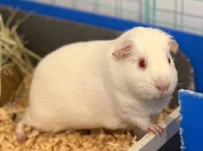 guinea pig
