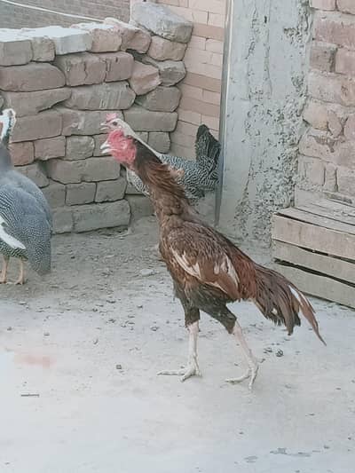 Amroha