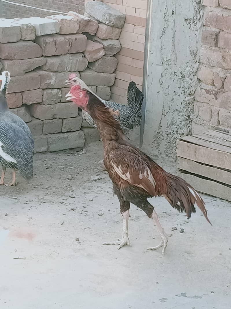 Amroha 0