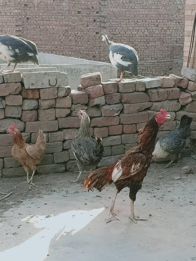 Amroha 1