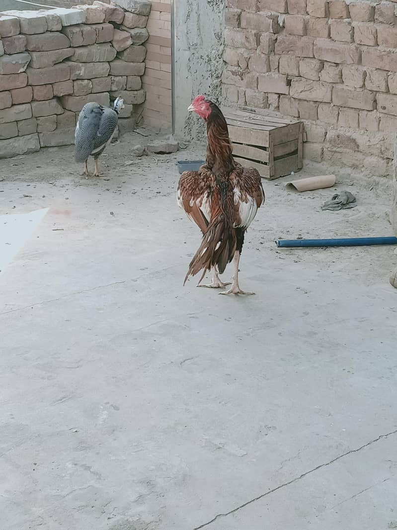Amroha 2