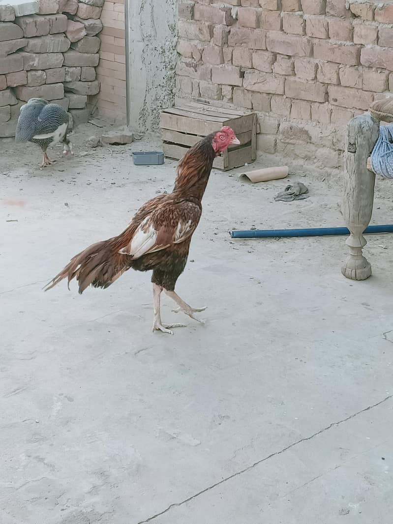 Amroha 3