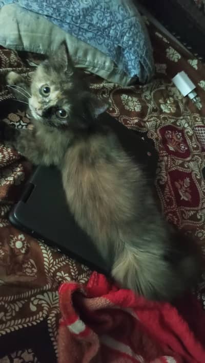 Furry kitten ready to play with you!