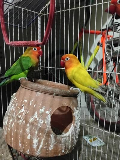 Love birds