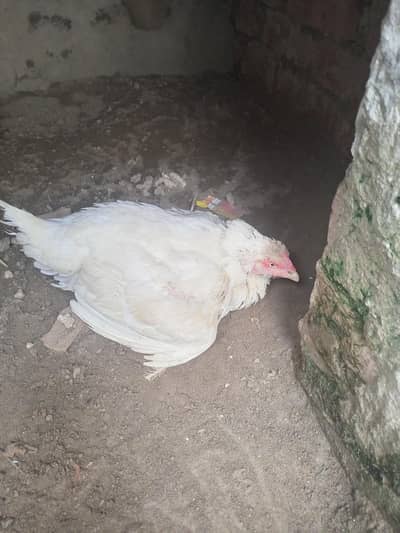 Heera Aseel Kurk Madi Female  ( 03204661930 )