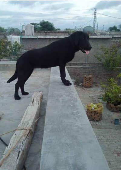 female Labrador