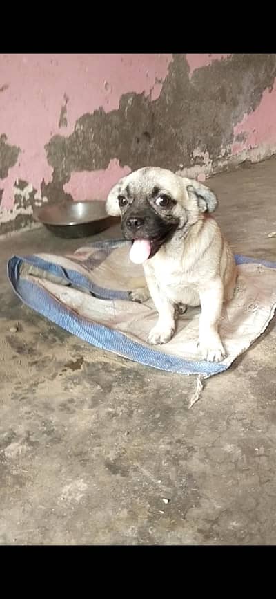 pug puppy