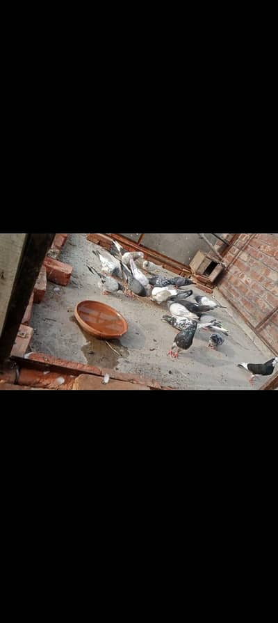 pigeon