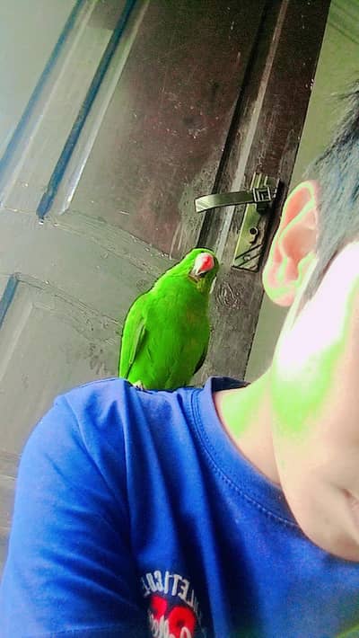 healthy parrot for sale