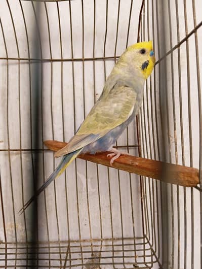 rainbow male