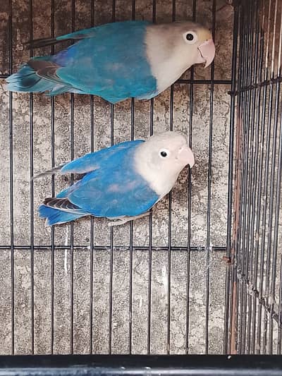 Love bird opline blue