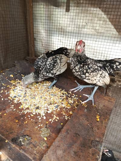 silver sebrite breeder pair and pathy