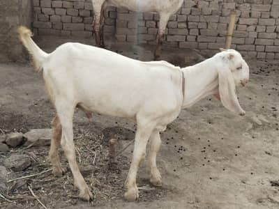 desi Bakra for Sale Mashallah Call 03225280183