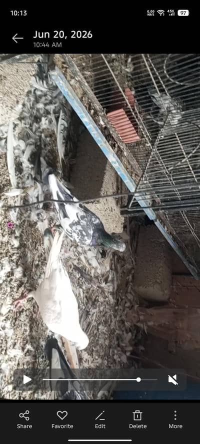 Home pigeon for sale