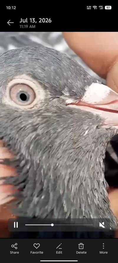 Home pigeon for sale