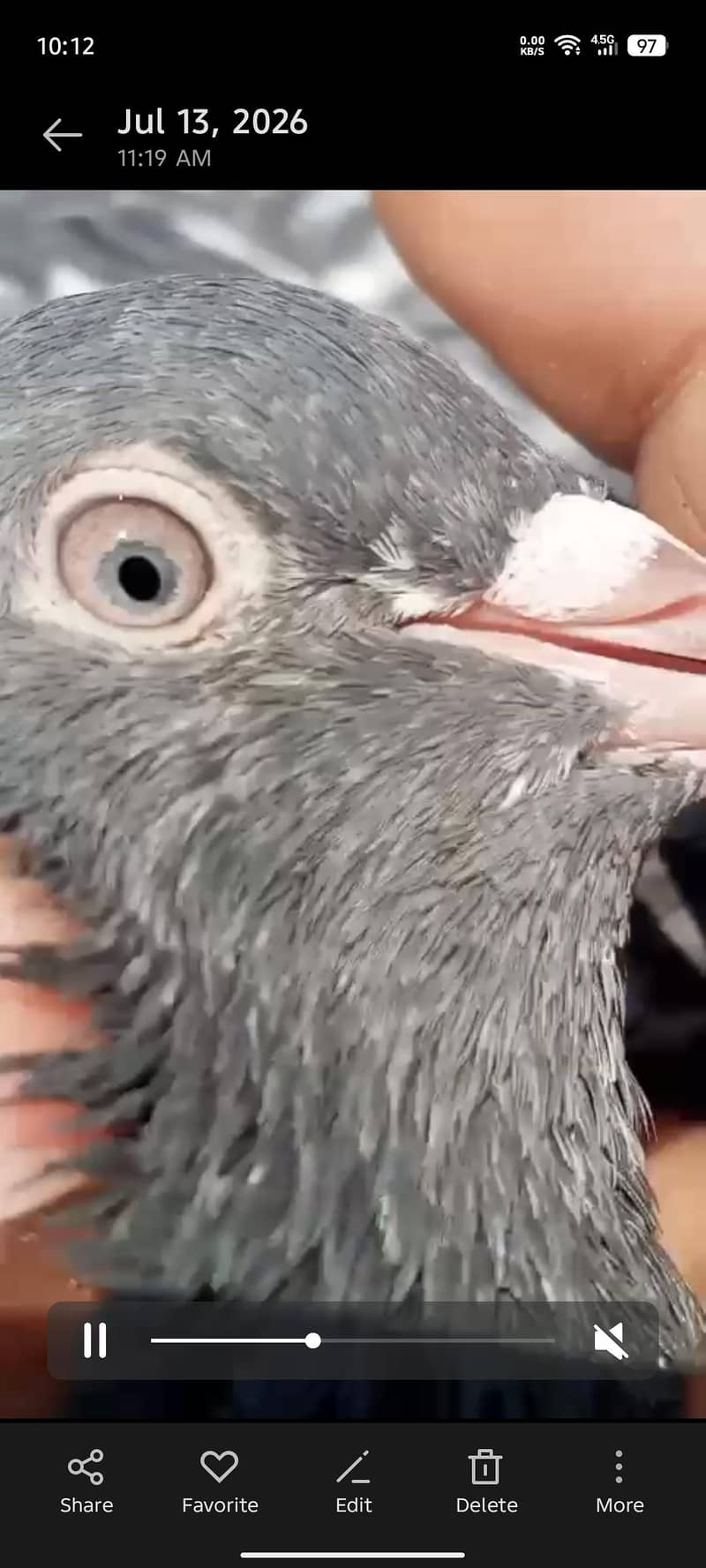 faqeergull 1