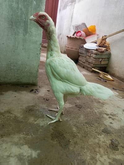 Heera Aseel Females Madiyan ( 03204661930 )
