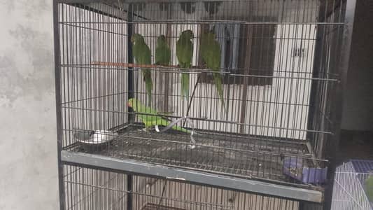 beautiful parrots per pic 3000 03400706954