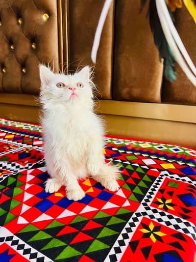 pure persian doll face female