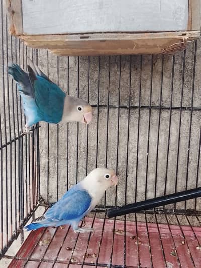 Love bird opline blue