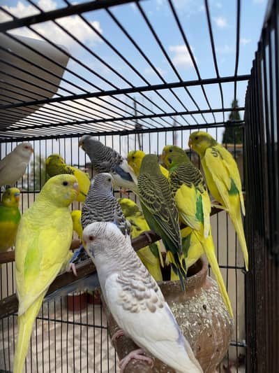 43 Budgies for sale with 3 tier cage