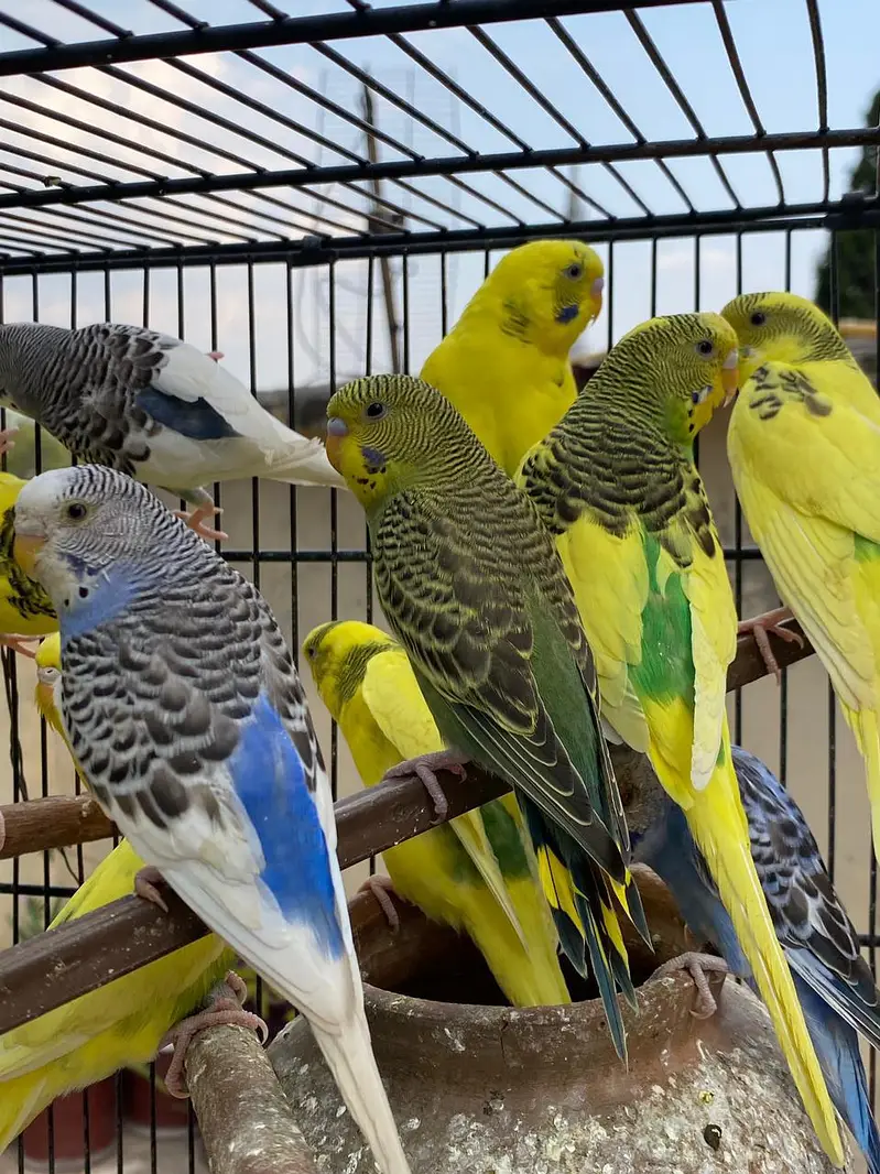 43 Budgies for sale with 3 tier cage — photo 2
