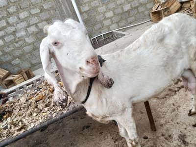 goet for sell