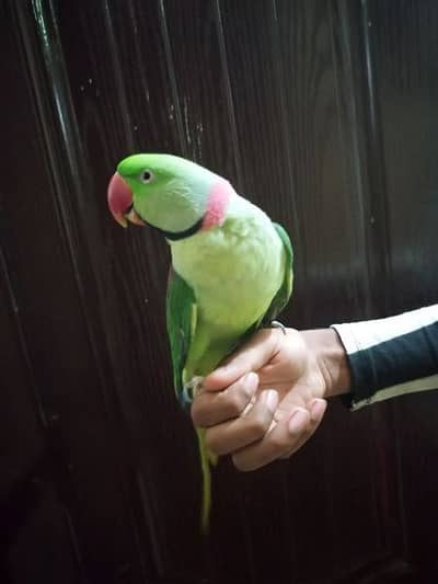 Zero bite full hand tame parrot