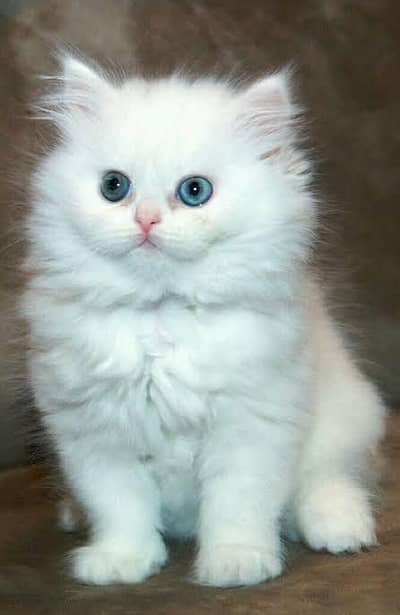 White pershain Cat With Blue eyes