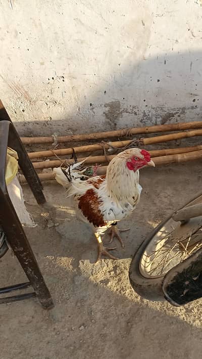 Aseel Murgha Bhot Piyara Murgha he Contact Namber 03174722190
