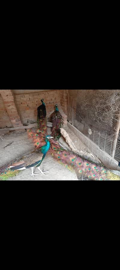 Peacock