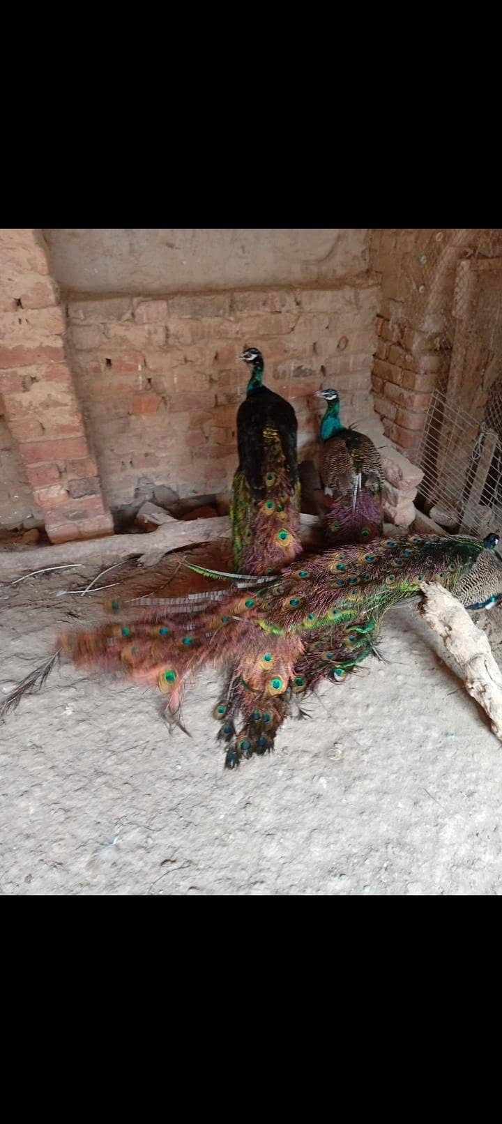 Peacock 2