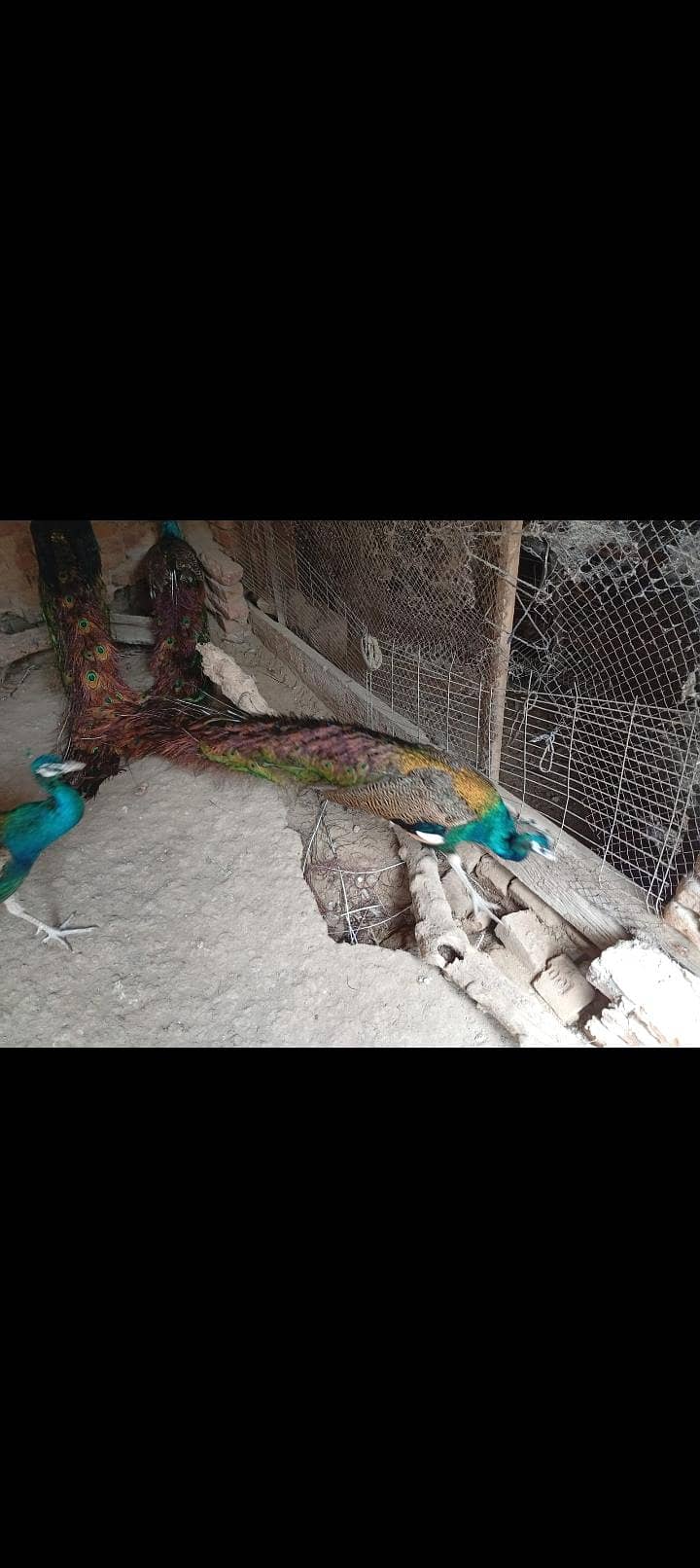 Peacock 3