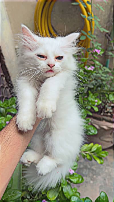 Blue eyes male persian kitten sialkot