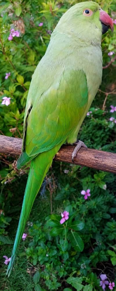 beautiful green parrot