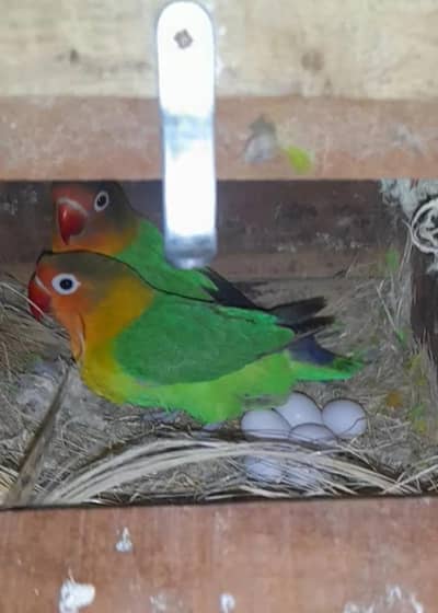 Breeder Pair Fisher Lovebird