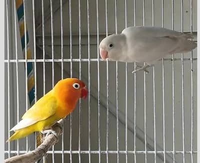 Breeder Pair Fisher Lovebird