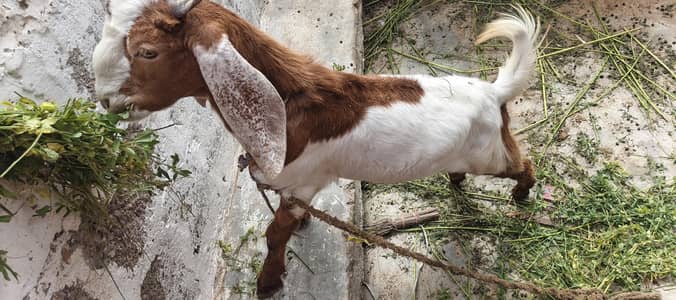 4 se 5 mahine ka Bakra hai 03162620039