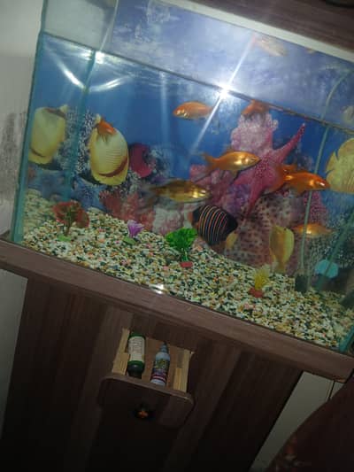 Fish Aquarium For Sale+ All Spare Parts +Fishes